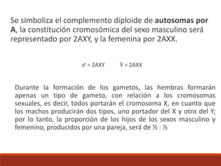 Se simboliza el complemento diploide de autosomas por
A, la constitución cromosómica del sexo masculino será
representado por 2AXY, y la femenina por 2AXX.
♂ = 2AXY ♀ = 2AXX
Durante la formación de los gametos, las hembras formarán
apenas un tipo de gameto, con relación a los cromosomas
sexuales, es decir, todos portarán el cromosoma X, en cuanto que
los machos producirán dos tipos, uno portador del X y otro del Y;
por lo tanto, la proporción de los hijos de los sexos masculino y
femenino, producidos por una pareja, será de ½ : ½
 