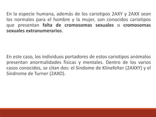 En la especie humana, además de los cariotipos 2AXY y 2AXX sean
los normales para el hombre y la mujer, son conocidos cariotipos
que presentan falta de cromosomas sexuales o cromosomas
sexuales extranumerarios.
En este caso, los individuos portadores de estos cariotipos anómalos
presentan anormalidades físicas y mentales. Dentro de los varios
casos conocidos, se citan dos: el Sindome de Klinefelter (2AXXY) y el
Síndrome de Turner (2AXO).
 