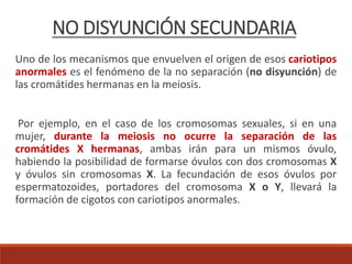 NO DISYUNCIÓN SECUNDARIA
Uno de los mecanismos que envuelven el origen de esos cariotipos
anormales es el fenómeno de la no separación (no disyunción) de
las cromátides hermanas en la meiosis.
Por ejemplo, en el caso de los cromosomas sexuales, si en una
mujer, durante la meiosis no ocurre la separación de las
cromátides X hermanas, ambas irán para un mismos óvulo,
habiendo la posibilidad de formarse óvulos con dos cromosomas X
y óvulos sin cromosomas X. La fecundación de esos óvulos por
espermatozoides, portadores del cromosoma X o Y, llevará la
formación de cigotos con cariotipos anormales.
 