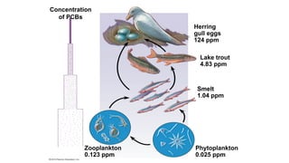 Concentration
of PCBs
Herring
gull eggs
124 ppm
Lake trout
4.83 ppm
Smelt
1.04 ppm
Phytoplankton
0.025 ppm
Zooplankton
0.123 ppm
 