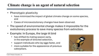 Climate change is an agent of natural selection
• Phenotypic plasticity
• have minimized the impact of global climate change on some species,
and
• Cases of microevolutionary changes have been observed.
• The speed of environmental change makes it impossible for the
evolutionary process to save many species from extinction.
• Example: In Europe, the large tit bird
• has shifted its mating season early,
in the example of directed selection,
• support individuals who lay eggs faster, and
• more suitable for the appearance of previous
caterpillars.
© 2012 Pearson Education, Inc.
 