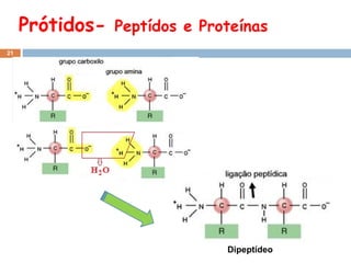 Prótidos-

Peptídos e Proteínas

21

Dipeptídeo

 