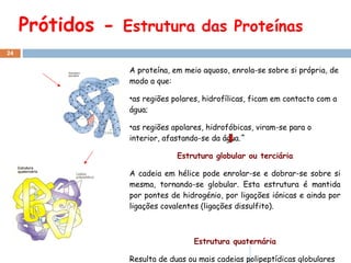 Prótidos -

Estrutura das Proteínas

24

A proteína, em meio aquoso, enrola-se sobre si própria, de
modo a que:
•as regiões polares, hidrofílicas, ficam em contacto com a
água;
•as regiões apolares, hidrofóbicas, viram-se para o
interior, afastando-se da água.ˆ
Estrutura globular ou terciária
A cadeia em hélice pode enrolar-se e dobrar-se sobre si
mesma, tornando-se globular. Esta estrutura é mantida
por pontes de hidrogénio, por ligações iónicas e ainda por
ligações covalentes (ligações dissulfito).

Estrutura quaternária
Resulta de duas ou mais cadeias polipeptídicas globulares

 