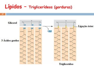 Lípidos –
27

Triglicerídeos (gorduras)

 