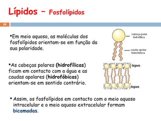 Lípidos –

Fosfolípidos

29

Em meio aquoso, as moléculas dos
fosfolípidos orientam-se em função da
sua polaridade.
As cabeças polares (hidrofílicas)
ficam em contacto com a água e as
caudas apolares (hidrofóbicas)
orientam-se em sentido contrário.
 Assim, os fosfolípidos em contacto com o meio aquoso
intracelular e o meio aquoso extracelular formam
bicamadas.

 