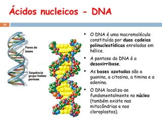 Ácidos nucleicos - DNA
36

 O DNA é uma macromolécula
constituída por duas cadeias
polinucleotídicas enroladas em
hélice.
 A pentose do DNA é a
desoxirribose.
 As bases azotadas são a
guanina, a citosina, a timina e a
adenina.
 O DNA localiza-se
fundamentalmente no núcleo
(também existe nas
mitocôndrias e nos
cloroplastos).

 
