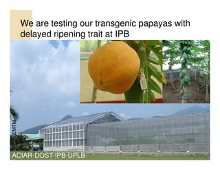 Biotechnology in the Philippines - NAST | PDF