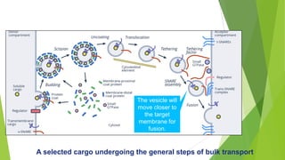Lesson 4 enzyme idk iteBULK-TRANSPORT.pdf