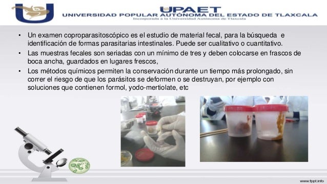 Examen Coproparasitoscopico UPAET practica 4
