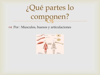 
¿Qué partes lo
componen?
 Por : Musculos, huesos y articulaciones
 