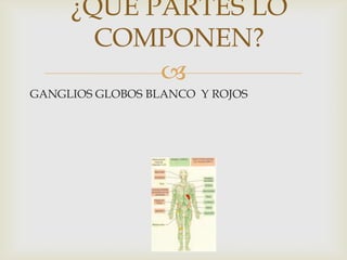 
¿QUÉ PARTES LO
COMPONEN?
GANGLIOS GLOBOS BLANCO Y ROJOS
 
