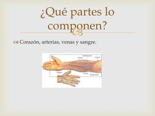 
¿Qué partes lo
componen?
 Corazón, arterias, venas y sangre.
 