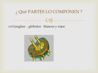 
¿ Qué PARTES LO COMPONEN ?
 Ganglios , glóbulos blancos y rojos
 