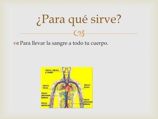 
 Para llevar la sangre a todo tu cuerpo.
¿Para qué sirve?
 