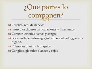 
¿Qué partes lo
componen?
 Cerebro ,red de nervios.
 músculos ,huesos ,articulaciones y ligamentos.
 Corazón ,arterias ,venas y sangre.
 Boca ,esófago ,estomago ,intestino ,delgado ,grueso e
hígado.
 Pulmones ,nariz y bronquios
 Ganglios, glóbulos blancos y rojos
 