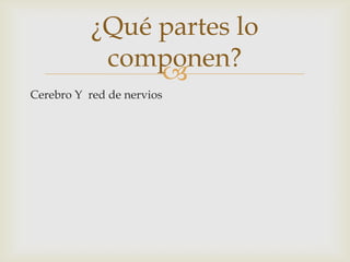 
¿Qué partes lo
componen?
Cerebro Y red de nervios
 
