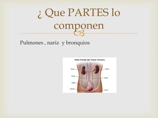 
¿ Que PARTES lo
componen
Pulmones , nariz y bronquios
 