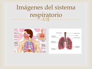 
Imágenes del sistema
respiratorio
 