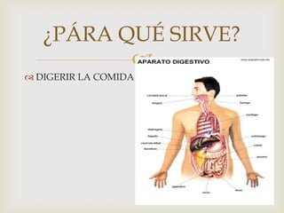 
¿PÁRA QUÉ SIRVE?
 DIGERIR LA COMIDA
 