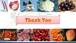 Farmers Rights and breeders Rights, 2929 October 2012, Uruguay
  Farmers Rights and breeders Rights, October 2012, Uruguay
 