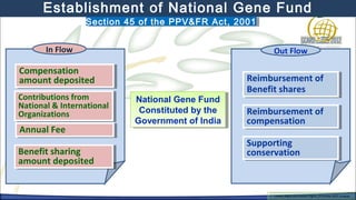Establishment of National Gene Fund
                  Section 45 of the PPV&FR Act, 2001
                  Section 45 of the PPV&FR Act, 2001


       In Flow                                          Out Flow

Compensation
 Compensation
amount deposited
 amount deposited                                 Reimbursement of
                                                  Reimbursement of
                                                  Benefit shares
                                                  Benefit shares
Contributions from
 Contributions from         National Gene Fund
                             National Gene Fund
National & International
 National & International
Organizations                Constituted by the
                             Constituted by the   Reimbursement of
                                                   Reimbursement of
 Organizations
                            Government of India
                            Government of India   compensation
                                                   compensation
Annual Fee
Annual Fee
                                                  Supporting
                                                   Supporting
Benefit sharing
 Benefit sharing                                  conservation
                                                   conservation
amount deposited
 amount deposited


                                                        Farmers Rights and breeders Rights, 2929 October 2012, Uruguay
                                                          Farmers Rights and breeders Rights, October 2012, Uruguay
 