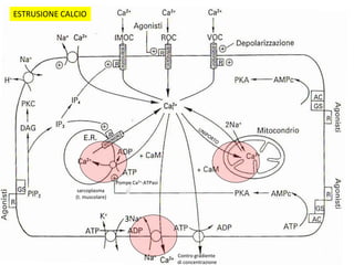 sarcoplasma
(t. muscolare)
3
Contro gradiente
di concentrazione
Pompe Ca2+-ATPasi
ESTRUSIONE CALCIO
 