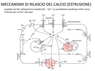 MECCANISMI DI RILASCIO DEL CALCIO (ESTRUSIONE)
scambio con Na+ attraverso lo scambio Na+ − Ca2+. Lo scambiatore trasferisce 3 Na+ verso
l'interno per un Ca2+ che esce
 