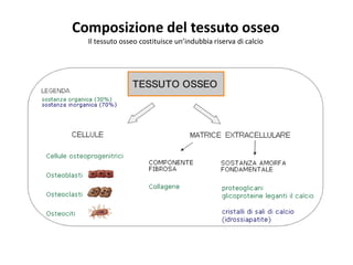 Composizione del tessuto osseo
Il tessuto osseo costituisce un’indubbia riserva di calcio
 