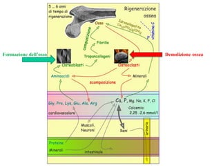 Formazione dell’osso Demolizione ossea
 