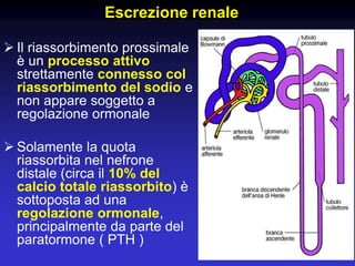 Escrezione renale
 Il riassorbimento prossimale
è un processo attivo
strettamente connesso col
riassorbimento del sodio e
non appare soggetto a
regolazione ormonale
 Solamente la quota
riassorbita nel nefrone
distale (circa il 10% del
calcio totale riassorbito) è
sottoposta ad una
regolazione ormonale,
principalmente da parte del
paratormone ( PTH )
 