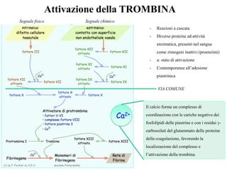 Attivazione della TROMBINA
- Reazioni a cascata
- Diverse proteine ad attività
enzimatica, presenti nel sangue
come zimogeni inattivi (proenzimi)
- a: stato di attivazione
- Contemporanee all’adesione
piastrinica
Ca2+
Il calcio forma un complesso di
coordinazione con le cariche negative dei
fosfolipidi delle piastrine e con i residui -
carbossilati del glutammato delle proteine
della coagulazione, favorendo la
localizzazione del complesso e
l’attivazione della trombina.
Segnale fisico Segnale chimico
VIA COMUNE
 