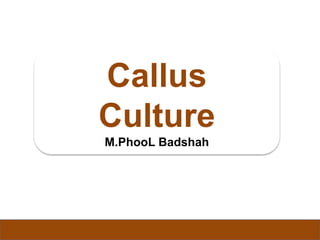 Callus
Culture
M.PhooL Badshah
 