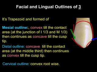 Facial and Lingual Outlines of 3
It’s Trapezoid and formed of
Mesial outline:, convex till the contact
area (at the junction of I 1/3 and M 1/3)
then continues as concave till the cusp
tip.
Distal outline: concave till the contact
area (at the middle third) then continues
as convex till the cusp tip.
Cervical outline: convex root wise.
 