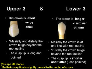 Upper 3 & Lower 3
• The crown is -short
-wide
-thick
• The crown is -longer
-narrower
-thinner
• *Mesially and distally the
crown bulge beyond the
root outline
• The cusp tip is long and
pointed
•
• Mesially the crown is at
one line with root outline
• *Distally the crown bulge
beyond the root outline
• The cusp tip is shorter
and flatter ( less pointed)
(D slope >M slope)
So their cusp tips is slightly mesial to the center of crown
 