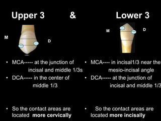 Upper 3 & Lower 3
• MCA----- at the junction of
incisal and middle 1/3s
• DCA----- in the center of
middle 1/3
• So the contact areas are
located more cervically
• MCA---- in incisal1/3 near the
mesio-incisal angle
• DCA----- at the junction of
incisal and middle 1/3
• So the contact areas are
located more incisally
M
M
D
D
 