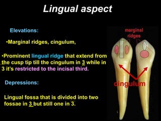 Lingual aspect
Elevations:
•Marginal ridges, cingulum,
cingulum
•Prominent lingual ridge that extend from
the cusp tip till the cingulum in 3 while in
3 it’s restricted to the incisal third.
Depressions:
Lingual fossa that is divided into two
fossae in 3 but still one in 3.
3 3
 