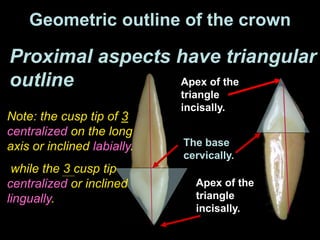 Apex of the
triangle
incisally.
Note: the cusp tip of 3
centralized on the long
axis or inclined labially.
while the 3 cusp tip
centralized or inclined
lingually.
Proximal aspects have triangular
outline
Geometric outline of the crown
The base
cervically.
Apex of the
triangle
incisally.
 