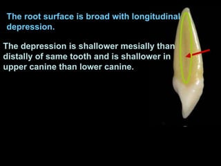 The root surface is broad with longitudinal
depression.
The depression is shallower mesially than
distally of same tooth and is shallower in
upper canine than lower canine.
 