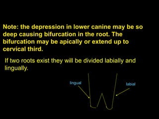 Note: the depression in lower canine may be so
deep causing bifurcation in the root. The
bifurcation may be apically or extend up to
cervical third.
If two roots exist they will be divided labially and
lingually.
labiallingual
 