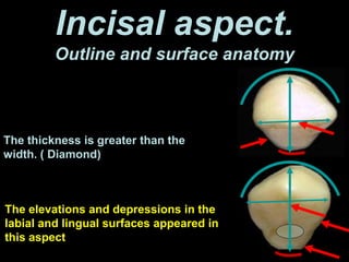 Incisal aspect.
Outline and surface anatomy
The thickness is greater than the
width. ( Diamond)
The elevations and depressions in the
labial and lingual surfaces appeared in
this aspect
3
3
 