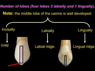 Note: the middle lobe of the canine is well developed
Incisally
cusp
Labially
Labial ridge.
Lingually
Lingual ridge.
Number of lobes (four lobes 3 labially and 1 lingually).
 