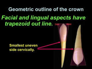 Geometric outline of the crown
Facial and lingual aspects have
trapezoid out line.
Smallest uneven
side cervically.
 