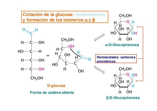 4 carbohidratos y lípidos