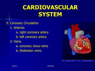 CARDIOVASCULAR   SYSTEM <ul><li>E. Coronary Circulation </li></ul><ul><li>1. Arteries </li></ul><ul><li>a. right coronary ...