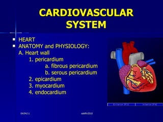 CARDIOVASCULAR  SYSTEM <ul><li>HEART </li></ul><ul><li>ANATOMY and PHYSIOLOGY: </li></ul><ul><li>A. Heart wall </li></ul><...