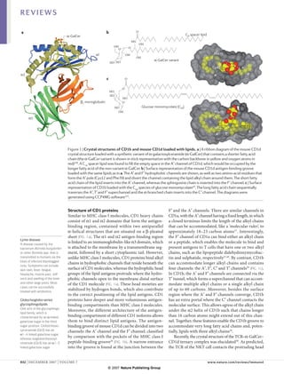 REVIEWS

a                                                              b                            O
                                 α-GalCer                                                                                     C16 spacer lipid
                                                                                       HN
                                                                                                OH
                                                                    OH             O
                                                                      O
                                                      α1                       OH                                                                   Phe70
                                                                                            OH
                                                                                                        α-GalCer variant
                                                                   HO HO
                                                                                                                                                   Cys12
α2                                                                                                                                                  A'                F'
                                                               c               O


                                                                           O
                                                                   HO
                                                                   HO
                                                                           HO
                                            β2-microglobulin               O
                                                                        HO                       Glucose monomycolate (C60)
                                                                          OH                                                                        Phe70
      α3

                                                                                                                                                    Val12
                                                                                                                                                                       F'
                                                                                                                                                     A'     T'
                                                                                                                                                                 C'


                                 Figure 1 | Crystal structures of CD1b and mouse CD1d loaded with lipids. a | A ribbon diagram of the mouse CD1d
                                 crystal structure loaded with a synthetic variant of α-galactosylceramide (α-GalCer) that contains a shorter fatty acid
                                                                                                                                   Nature Reviews | Immunology
                                 chain (the α-GalCer variant is shown in stick representation with the carbon backbone in yellow and oxygen atoms in
                                 red)130. A C16 spacer lipid was found to fill the empty space in the A′ channel of CD1d, which would be occupied by the
                                 longer fatty acid of the non-variant α-GalCer. b | Surface representation of the mouse CD1d antigen-binding groove
                                 loaded with the same lipids as in a. The A′ and F′ hydrophobic channels are shown, as well as two amino-acid residues that
                                 form the A′ pole (Cys12 and Phe70) and divert the channel containing the lipid alkyl chain around them. The short fatty
                                 acid chain of the lipid inserts into the A′ channel, whereas the sphingosine chain is inserted into the F’ channel. c | Surface
                                 representation of CD1b loaded with the C60 species of glucose monomycolate47. The long fatty acid chain sequentially
                                 traverses the A′, T′ and F′ superchannel and the α-branched chain inserts into the C′ channel. The diagrams were
                                 generated using CCP4MG software131.


                                 Structure of CD1 proteins                                                       F′ and the A′ channels. There are similar channels in
                                 Similar to MHC class I molecules, CD1 heavy chains                              CD1a, with the A′ channel having a fixed length, in which
                                 consist of α1 and α2 domains that form the antigen-                             a closed terminus limits the length of the alkyl chains
                                 binding region, contained within two antiparallel                               that can be accommodated, like a ‘molecular ruler’, to
                                 α-helical structures that are situated on a β-pleated                           approximately 18–23 carbon atoms 27. Interestingly,
                                 sheet (FIG. 1a). The α1 and α2 antigen-binding region                           the F′ channel of CD1a can bind either an alkyl chain
Lyme disease
A disease caused by the
                                 is linked to an immunoglobulin-like α3 domain, which                            or a peptide, which enables the molecule to bind and
bacterium Borrelia burgdorferi   is attached to the membrane by a transmembrane seg-                             present antigens to T cells that have one or two alkyl
or other Borrelia spp. that is   ment, followed by a short cytoplasmic tail. However,                            chains, such as the lipopeptide didehydroxymycobac-
transmitted to humans via the    unlike MHC class I molecules, CD1 proteins bind alkyl                           tin and sulphatide, respectively27,28. By contrast, CD1b
bites of infected blacklegged
                                 chains in hydrophobic channels that reside beneath the                          can accommodate longer alkyl chains and contains
ticks. Symptoms can include
skin rash, fever, fatigue,       surface of CD1 molecules, whereas the hydrophilic head                          four channels: the A′, F′, C′ and T′ channels29 (FIG. 1c).
headache, muscle pain, stiff     groups of the lipid antigens protrude where the hydro-                          In CD1b, the A′ and F′ channels are connected via the
neck and swelling of the knee    phobic channels open to the membrane distal surface                             T′ tunnel, which forms a superchannel that can accom-
and other large joints. Most     of the CD1 molecule (FIG. 1a). These head moieties are                          modate multiple alkyl chains or a single alkyl chain
cases can be successfully
treated with antibiotics.
                                 stabilized by hydrogen bonds, which also contribute                             of up to 60 carbons. Moreover, besides the surface
                                 to the correct positioning of the lipid antigens. CD1                           region where the A′ and F′ channels converge, CD1b
Globo/isoglobo-series            proteins have deeper and more voluminous antigen-                               has an extra portal where the C′ channel contacts the
glycosphingolipids               binding compartments than MHC class I molecules.                                molecular surface. This allows egress of the alkyl chain
One arm of the glycosphingo-
                                 Moreover, the different architecture of the antigen-                            under the α2 helix of CD1b such that chains longer
lipid family, which is
characterized by an α-linked     binding compartment of different CD1 isoforms allows                            than 16 carbon atoms might extend out of this chan-
galactose sugar in the third     them to bind distinct lipid antigens. The antigen-                              nel. Together, these features enable the CD1b groove to
sugar position. Globotrihexo-    binding groove of mouse CD1d can be divided into two                            accommodate very long fatty acid chains and, poten-
sylceramide (Gb3) has an         channels: the A′ channel and the F′ channel, classified                         tially, lipids with three alkyl chains29.
α1–4 linked galactose sugar,
whereas isoglobotrihexosyl­
                                 by comparison with the pockets of the MHC class I                                   Recently, the crystal structure of the TCR–α-GalCer–
ceramide (iGb3) has an α1–3      peptide-binding groove26 (FIG. 1b). A narrow entrance                           CD1d ternary complex was elucidated30. As predicted,
linked galactose sugar.          into the groove is found at the junction between the                            the TCR of the NKT cell contacts the protruding head


932 | december 2007 | volume 7	                                                                                                                  www.nature.com/reviews/immunol
                                                               © 2007 Nature Publishing Group
 