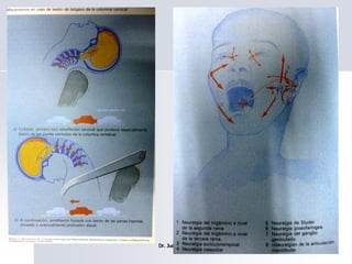 Dr. Juan C. Salazar Pajares 61
 