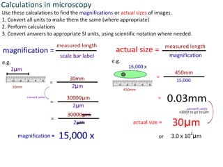 4 cell-theory-