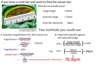 4 cell-theory-