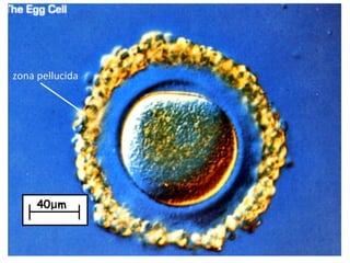 4 cell-theory-